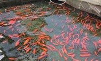 Village breeds fish as offerings for Kitchen's Gods 